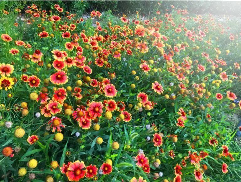 图片[33]-春播季丨精选撒播花卉品种推荐-VIP景观网