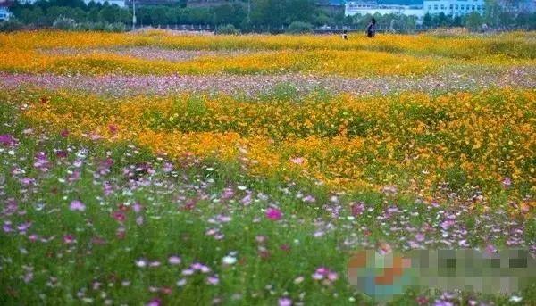 图片[3]-春播季丨精选撒播花卉品种推荐-VIP景观网