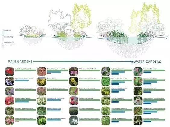 高端景观项目植物配置排版，附景观植物搭配实景，含植物名