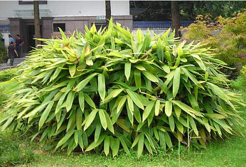 园林景观常用耐阴植物之箬竹-VIP景观网