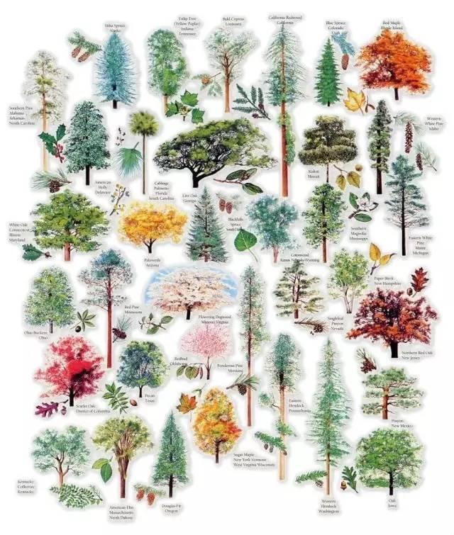 园林景观植物图例打包下载