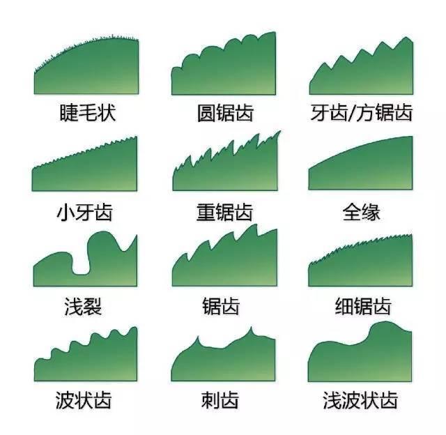 中国园林景观植物图例，真硬核，真干货！记得收藏