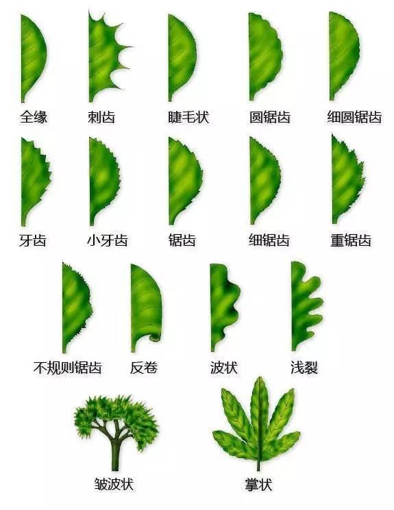 中国园林景观植物图例，真硬核，真干货！记得收藏