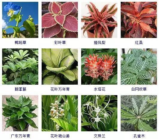 100种观叶植物，叶形和叶色美丽的植物，你都见过吗？