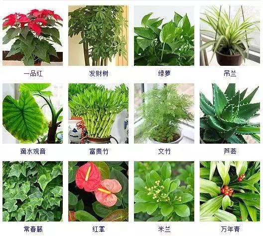 100种观叶植物，叶形和叶色美丽的植物，你都见过吗？
