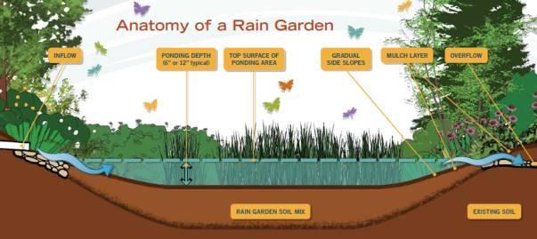 雨水花园远不止如此 要学习的还有很多