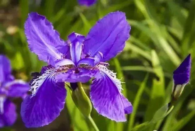 173种·常见花卉植物图谱，保你啥花都能叫上名