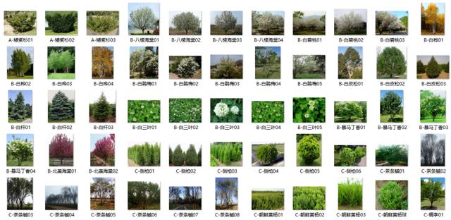 最全苗木表植物品种、苗木选型、苗木表图库，园林景观必备
