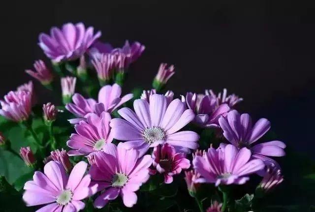 173种·常见花卉植物图谱，保你啥花都能叫上名
