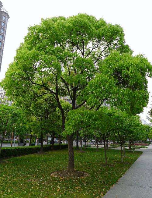 上海、杭州、武汉、长沙常见园林植物配置、植物的选择与搭配-VIP景观网