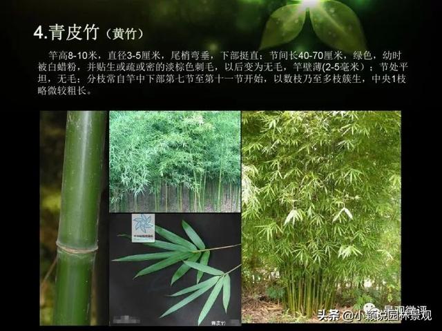 园林常用竹子 | 观赏竹种分类汇总