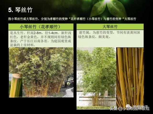 园林常用竹子 | 观赏竹种分类汇总
