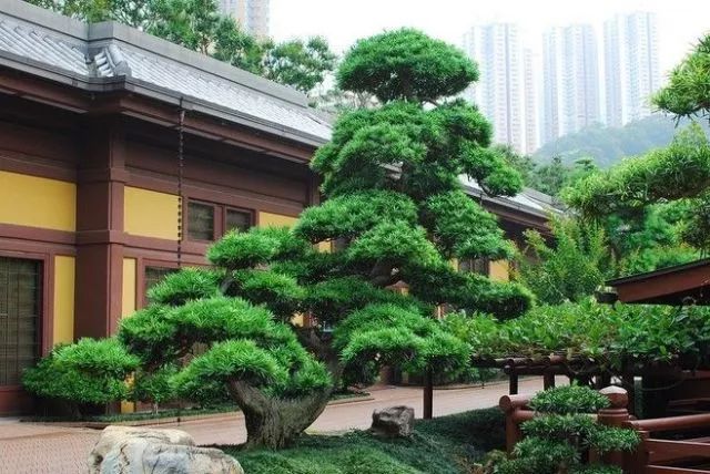 [景观植物]中式庭院常用主景树大全_3