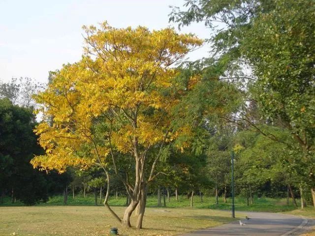 [景观植物]中式庭院常用主景树大全_32