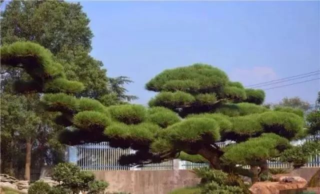 [景观植物]中式庭院常用主景树大全_5