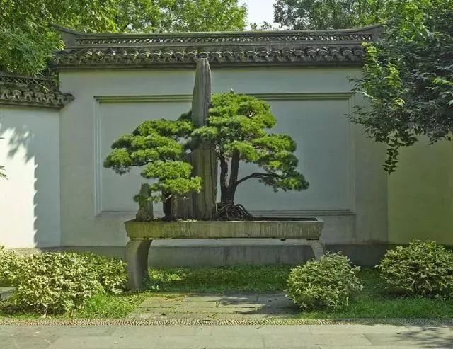 [景观植物]中式庭院常用主景树大全_10