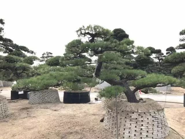 [景观植物]中式庭院常用主景树大全_6