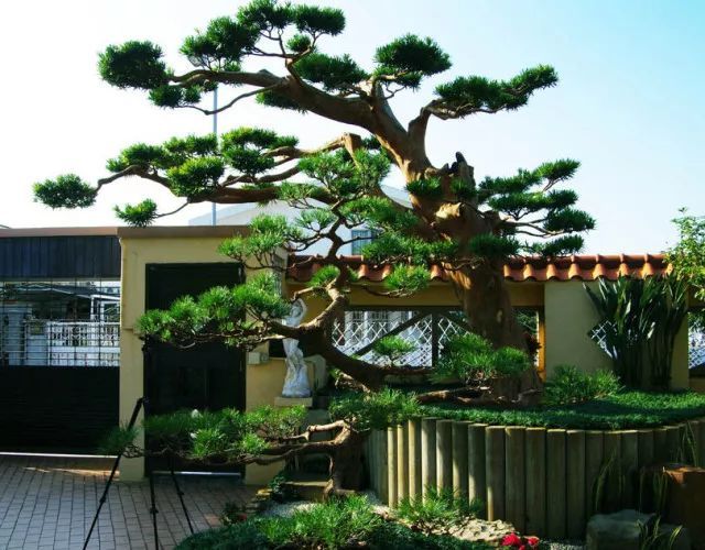 [景观植物]中式庭院常用主景树大全_2