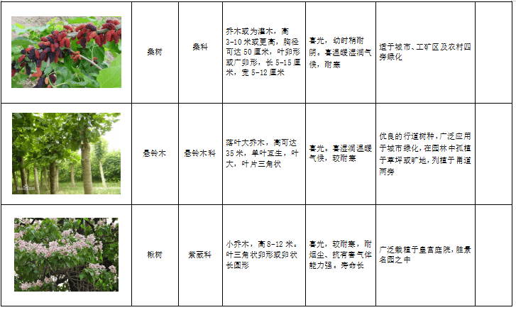 西北地区绿化植物分类图表-6