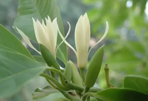 寺院里必种的佛系植物——“五树六花”