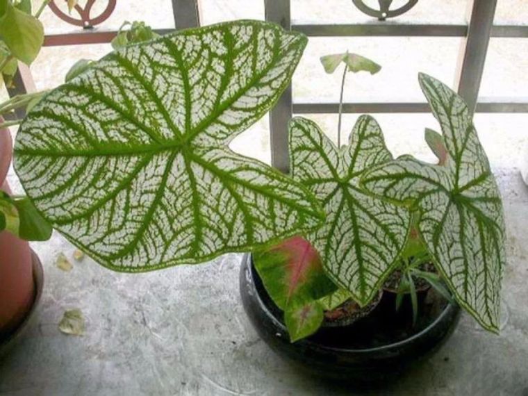 冬季室内植物如何养护