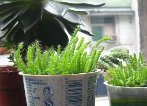 冬季室内植物如何养护