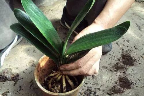 植物施肥过量导致遭遇肥害如何补救