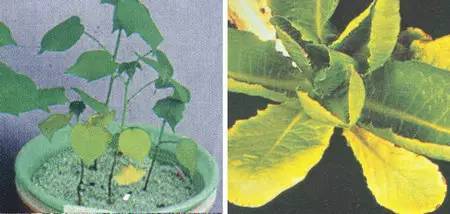 不知道怎么给植物施肥？超全的肥料知识建议收藏！
