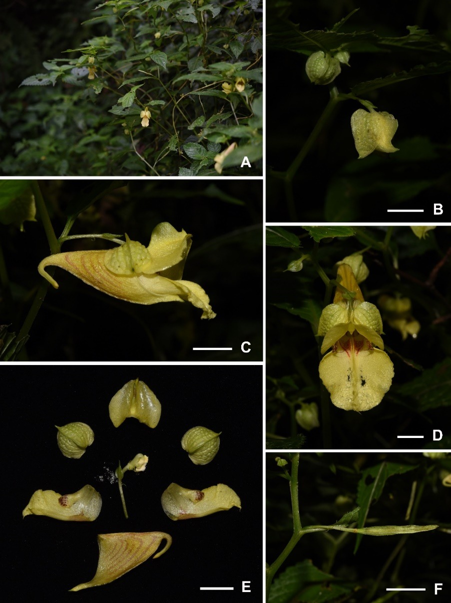 武汉植物园发现凤仙花属及蜘蛛抱蛋属新物种并正式命名-VIP景观网